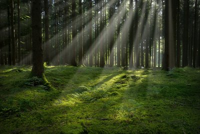 Forest-at-dawn-2.jpg