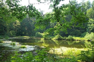 Krasota-lesa.jpg